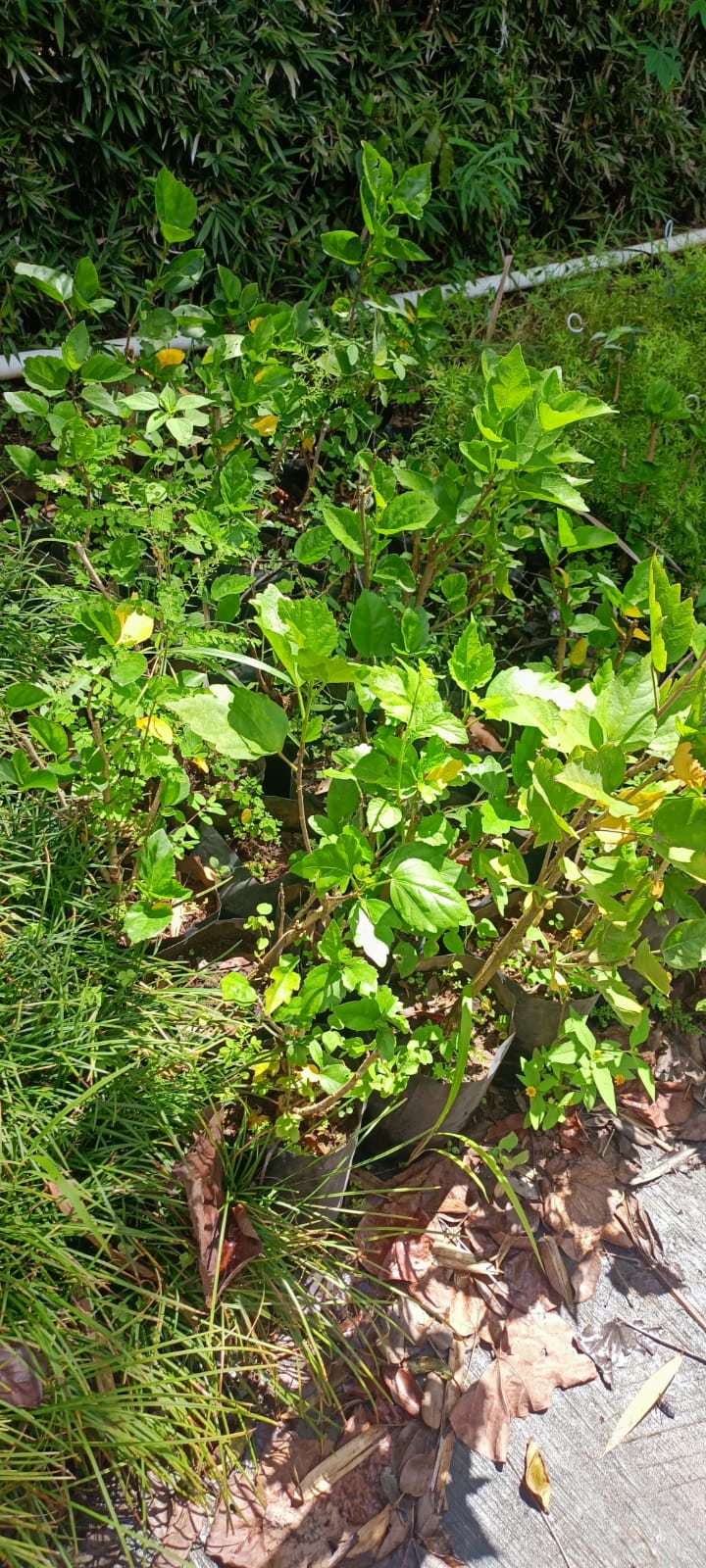 Adelfa en el vivero Mi Hací