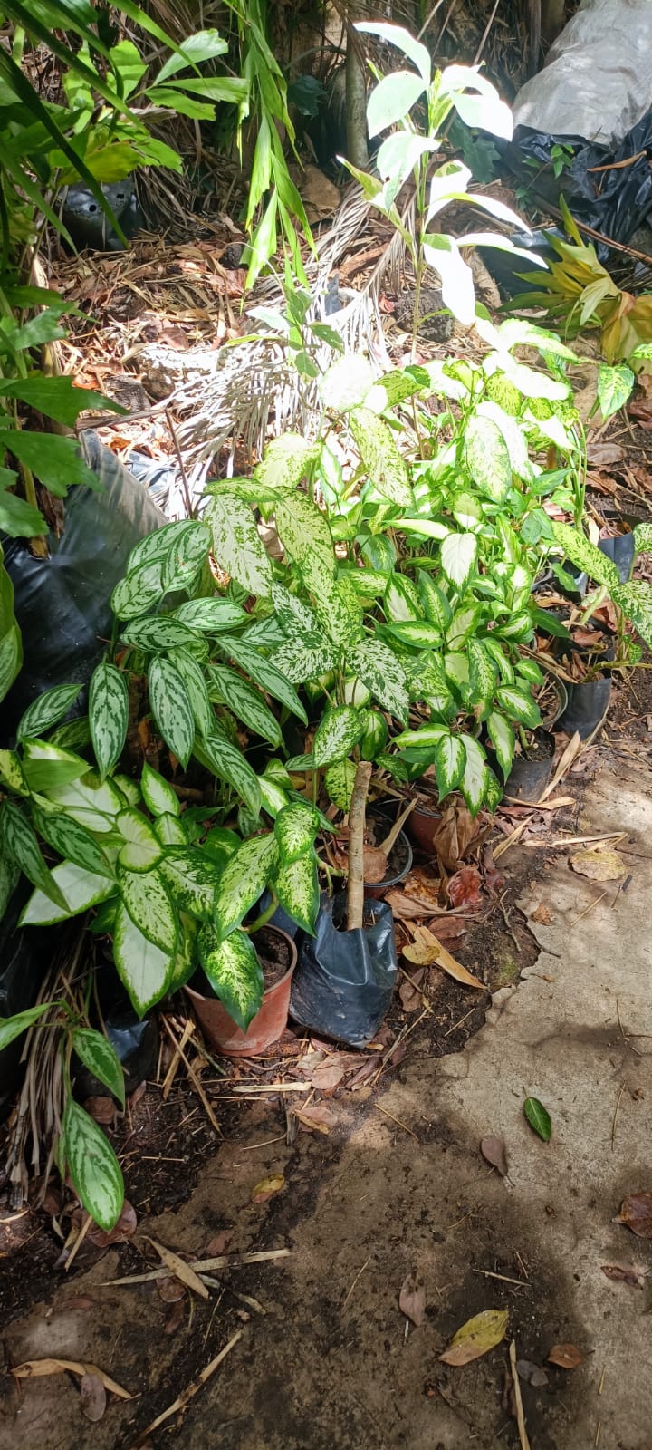 Aglaonema en el vivero Mi Hací