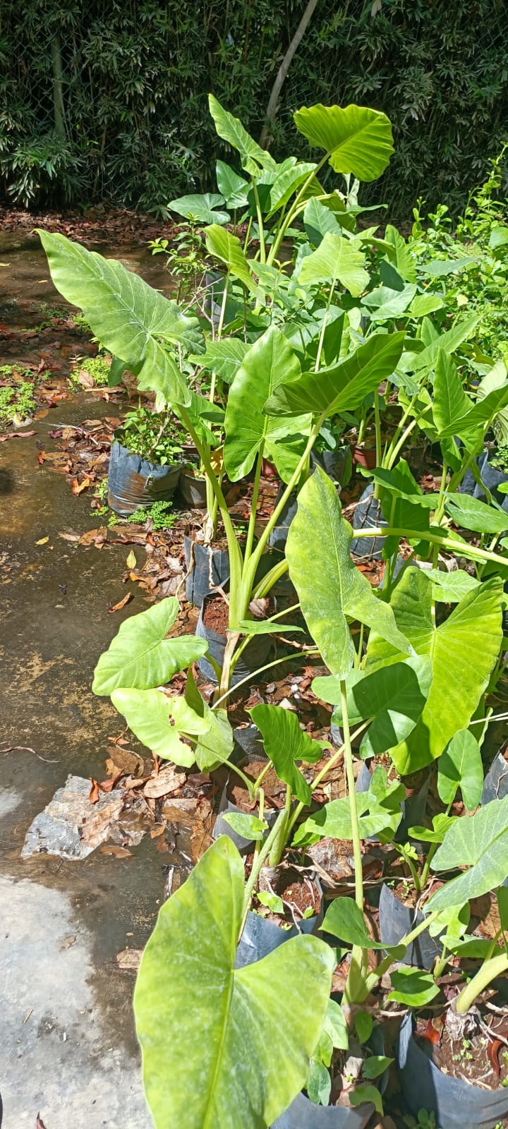 Oreja de Elefante en el vivero Mi Hací