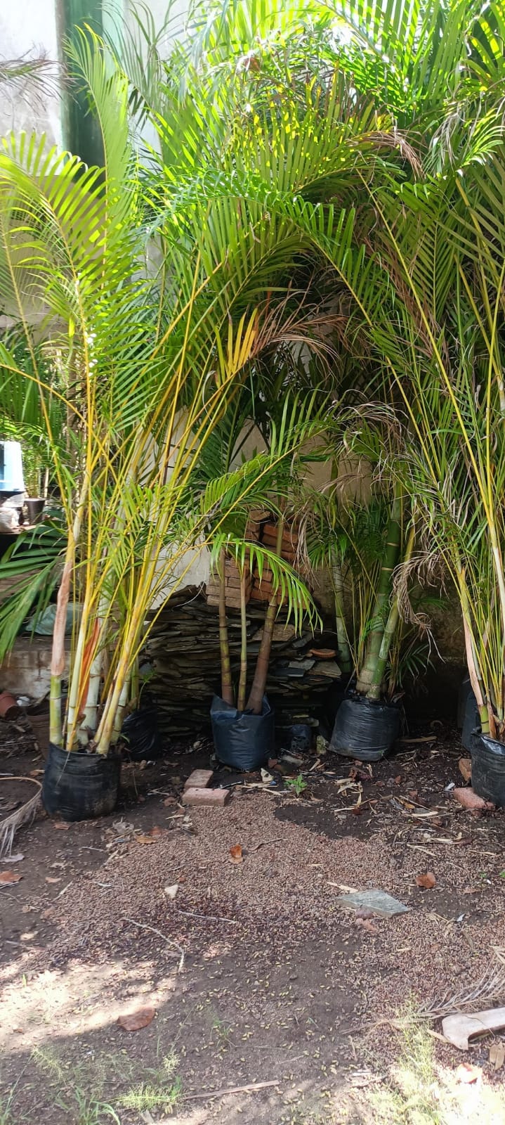 Palma Areca Adulta en el vivero Mi Hací
