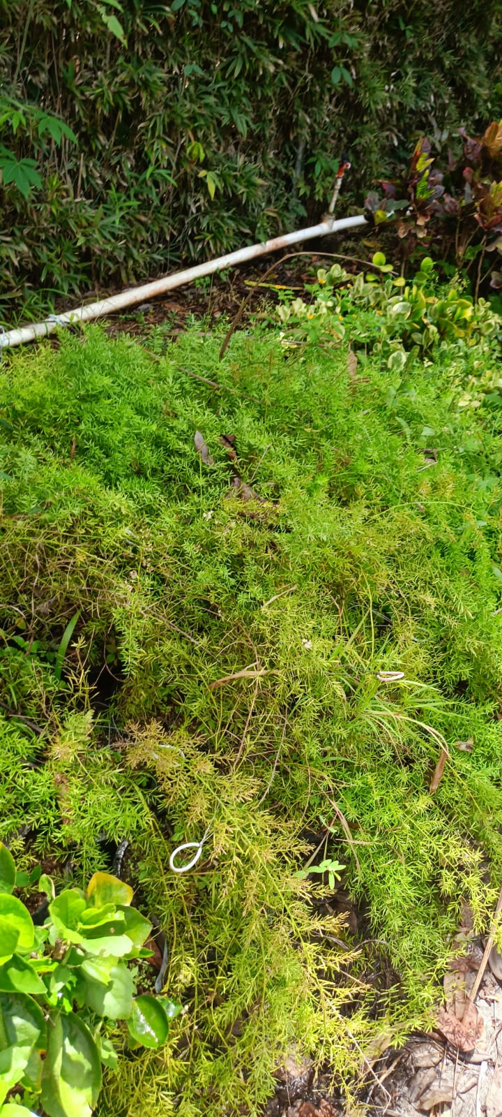 Esparraguera Plumosa en el vivero Mi Hací