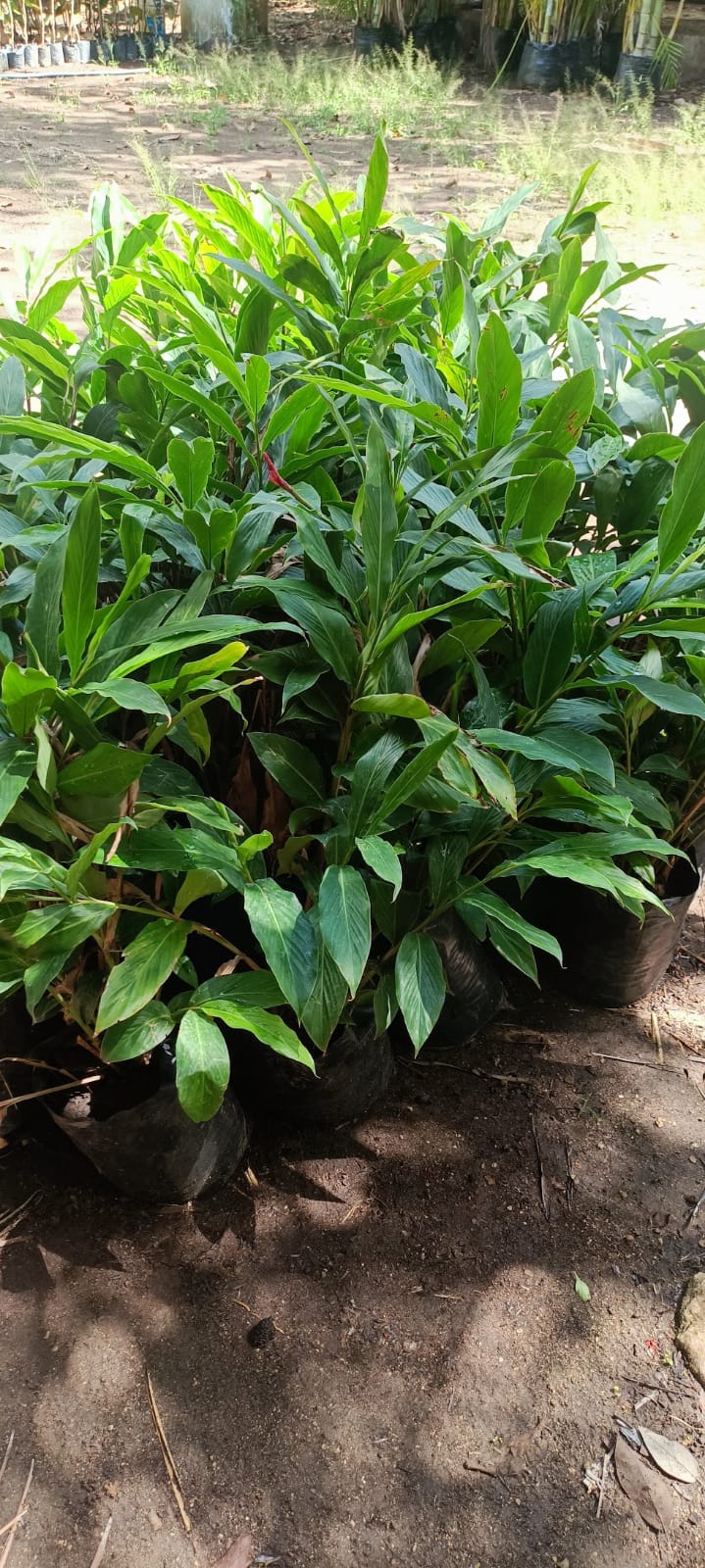 Cardamomo Ornamental en el vivero Mi Hací