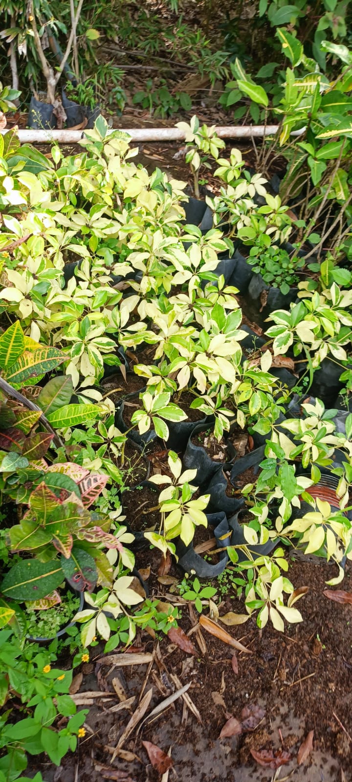 Cheflera Variegada en el vivero Mi Hací