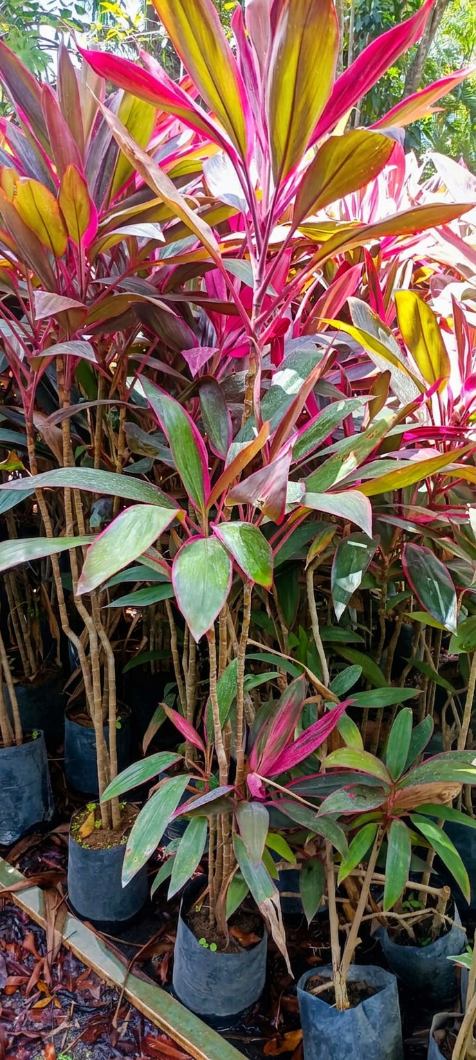 Cordyline Roja en el vivero Mi Hací