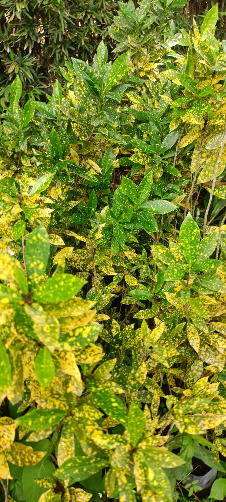 Croto en el vivero Mi Hací