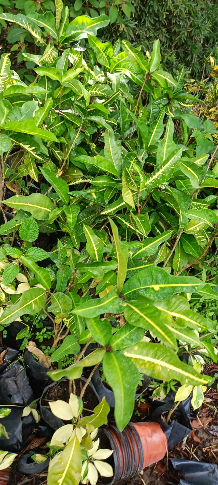 Croto Banana en el vivero Mi Hací