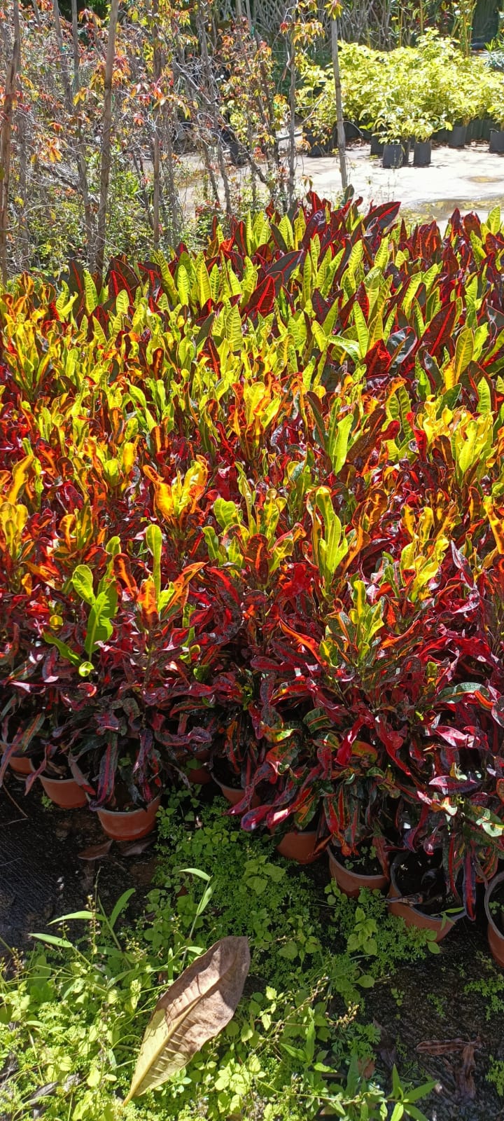 Croto Mammey en el vivero Mi Hací