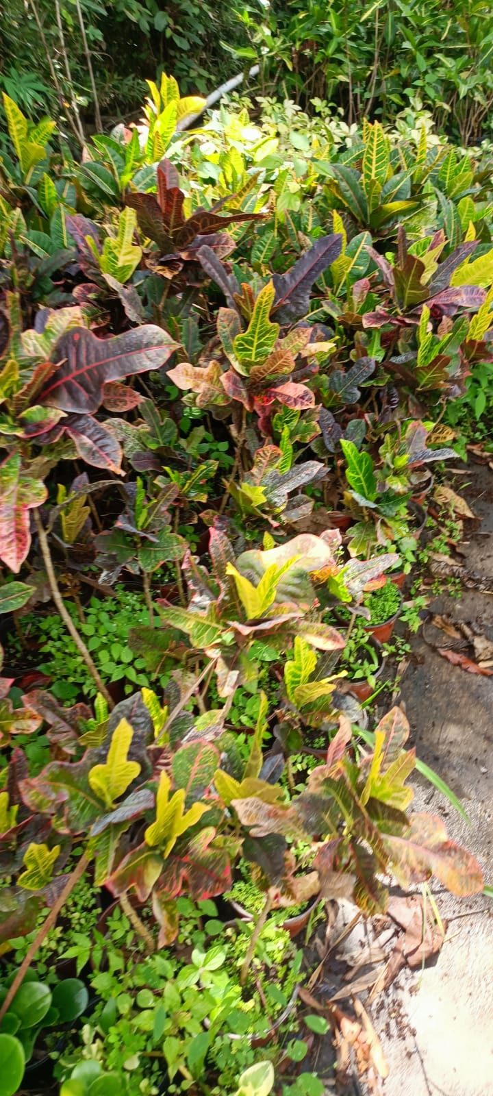 Croto Petra en el vivero Mi Hací