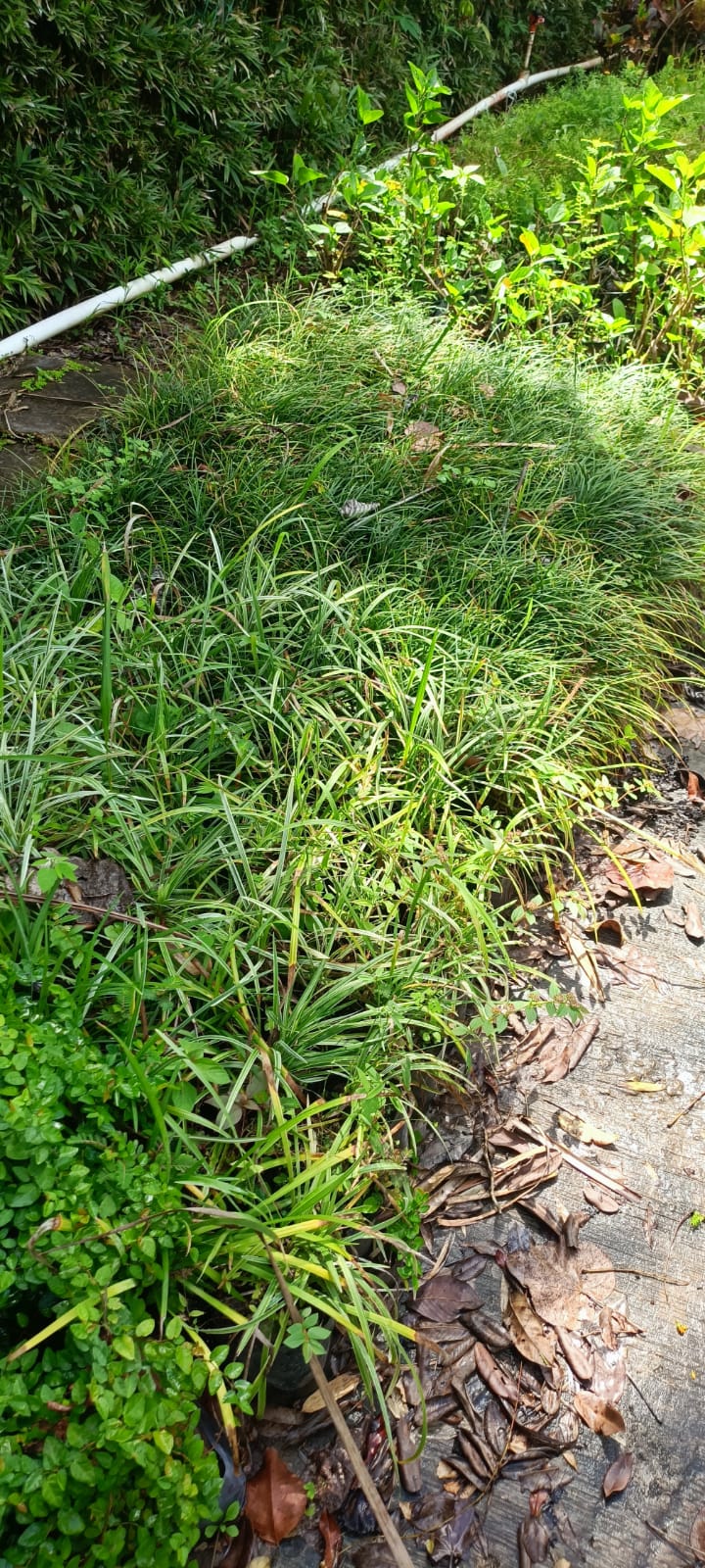 Dracaena Marginata en el vivero Mi Hací