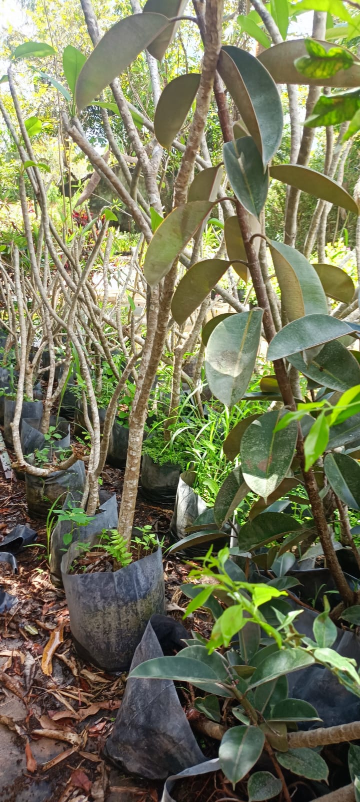 Árbol del Caucho en el vivero Mi Hací