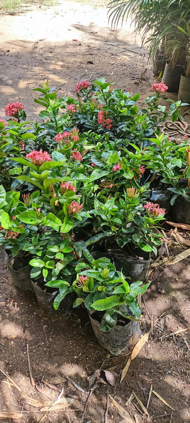 Ixora en el vivero Mi Hací