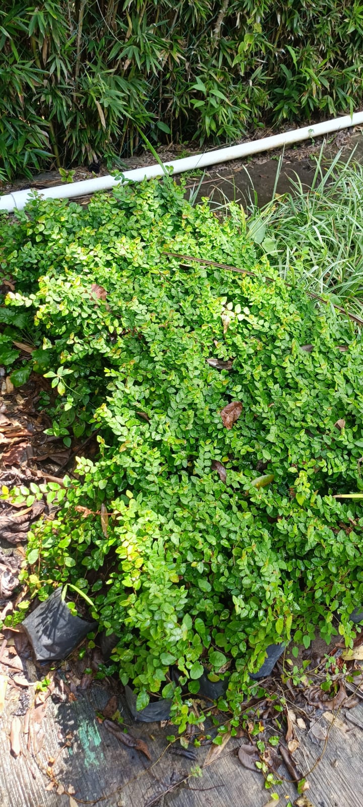 Limonaria en el vivero Mi Hací