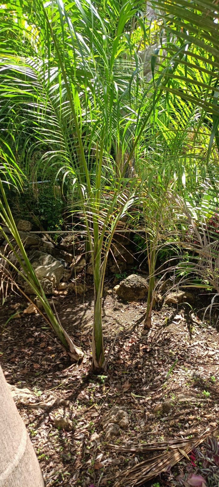 Palma Areca Joven en el vivero Mi Hací