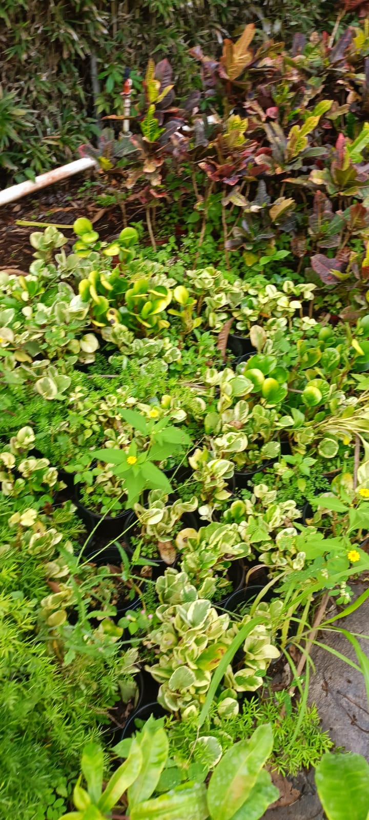 Pedilanthus Variegado en el vivero Mi Hací