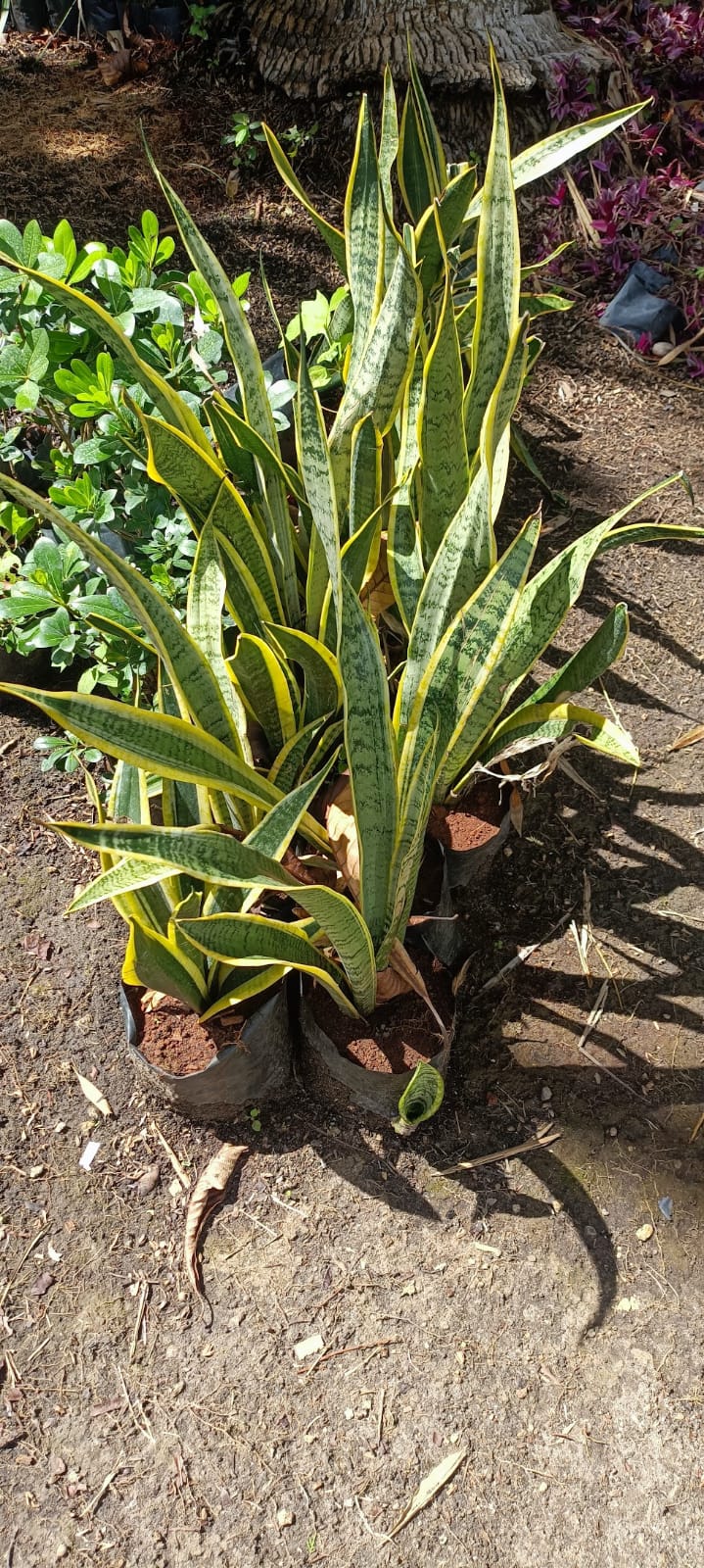 Sansevieria Laurentii en el vivero Mi Hací