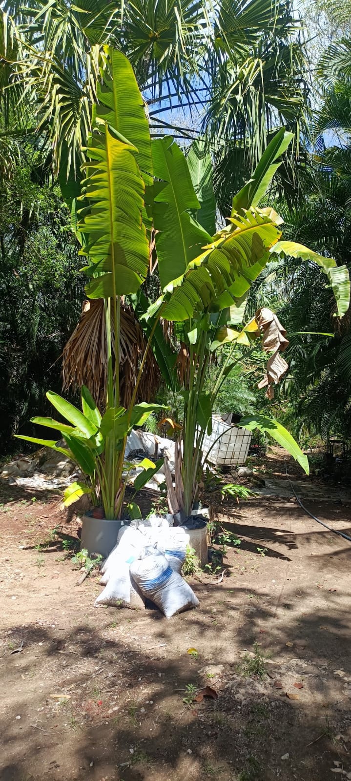 Ave del Paraíso Blanca en el vivero Mi Hací