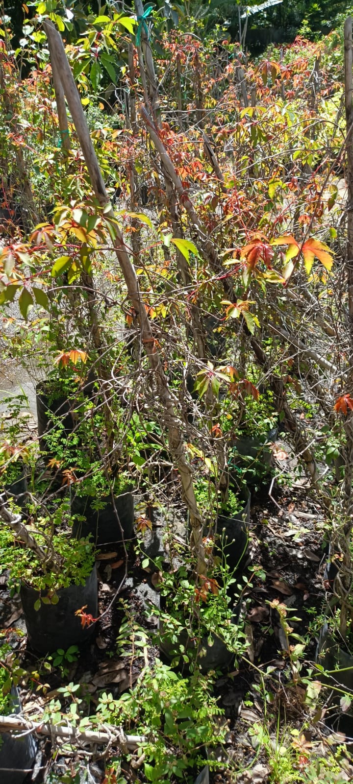 Veranera en el vivero Mi Hací