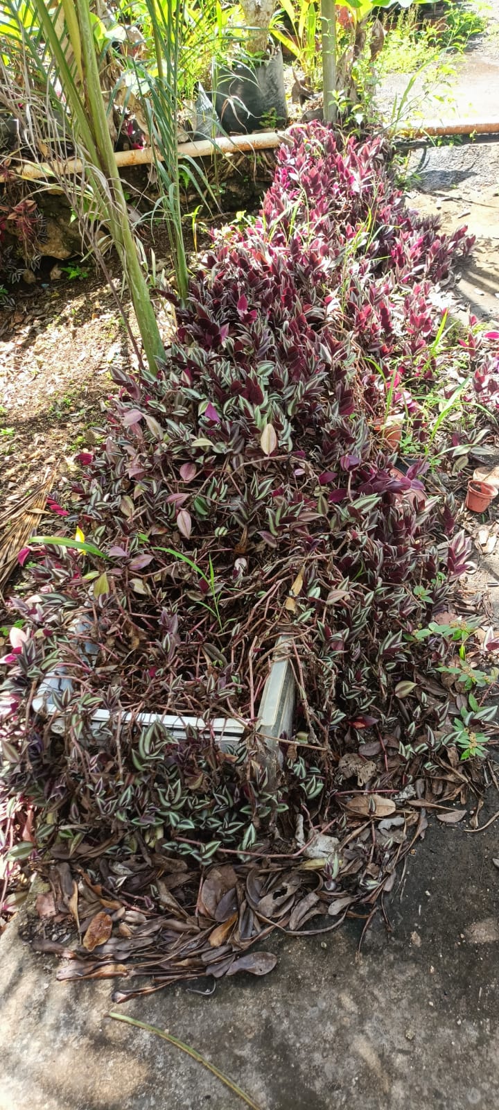 Tradescantia Zebrina en el vivero Mi Hací
