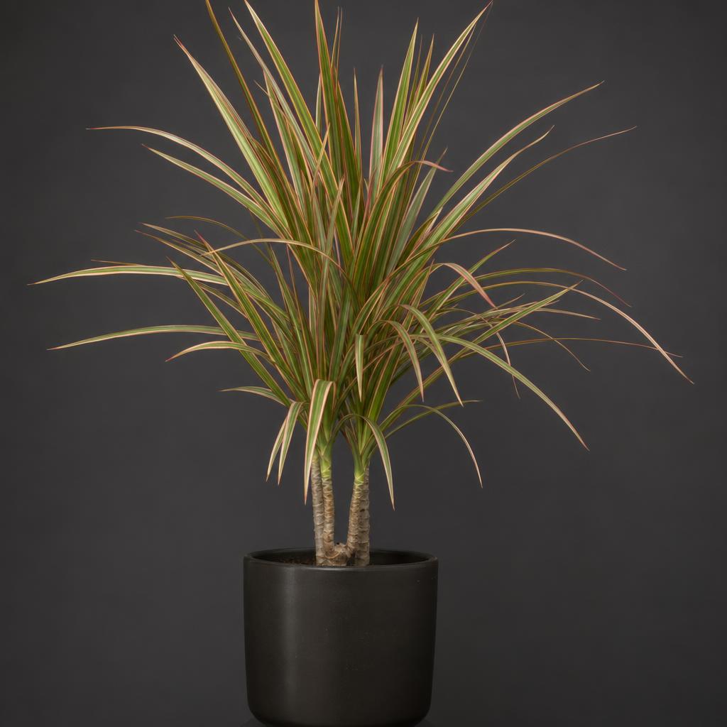 Dracaena Marginata en presentación