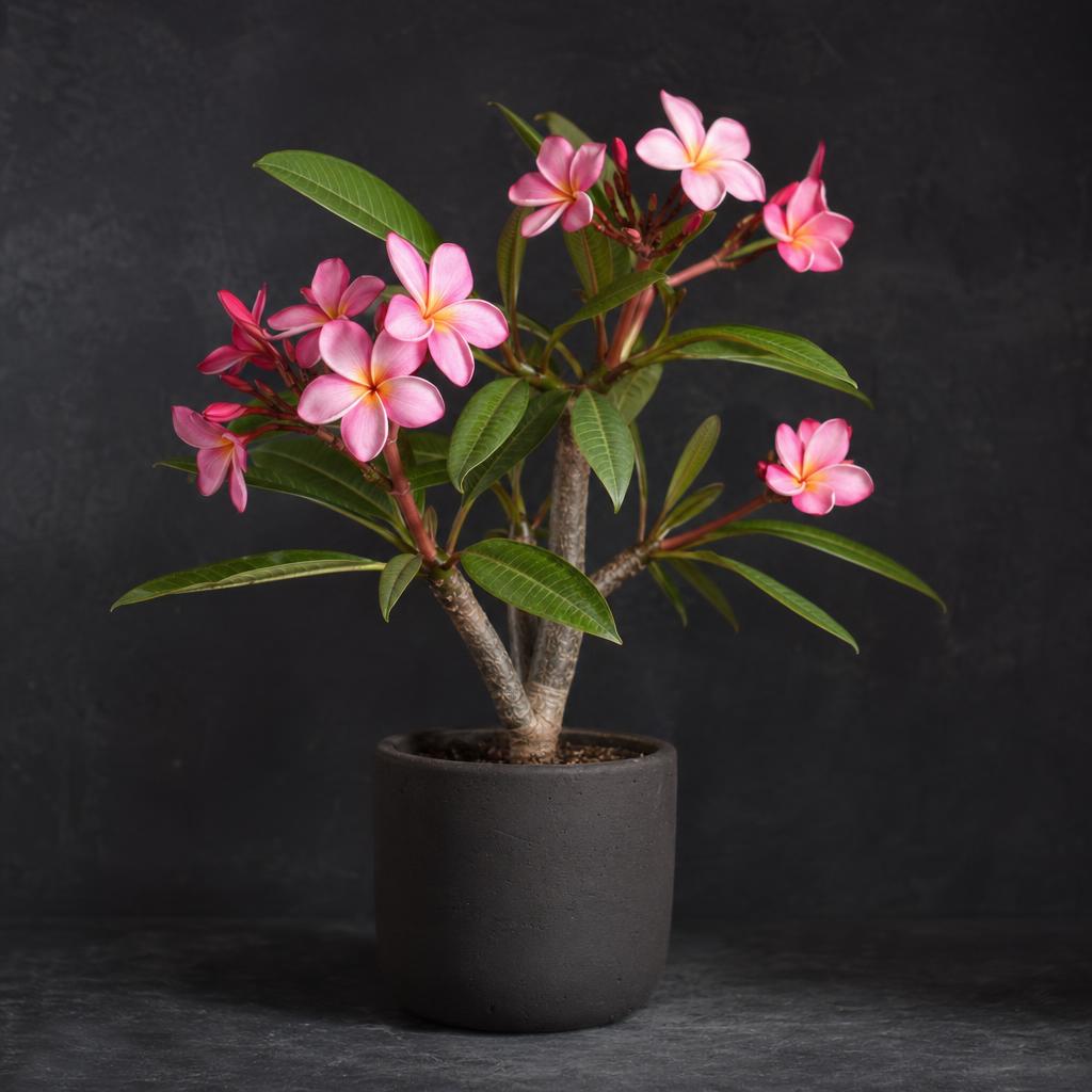 Frangipani Florido en presentación